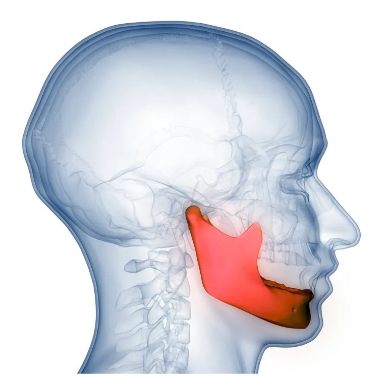 Illustration of the maxillofacial region, highlighting the mandible